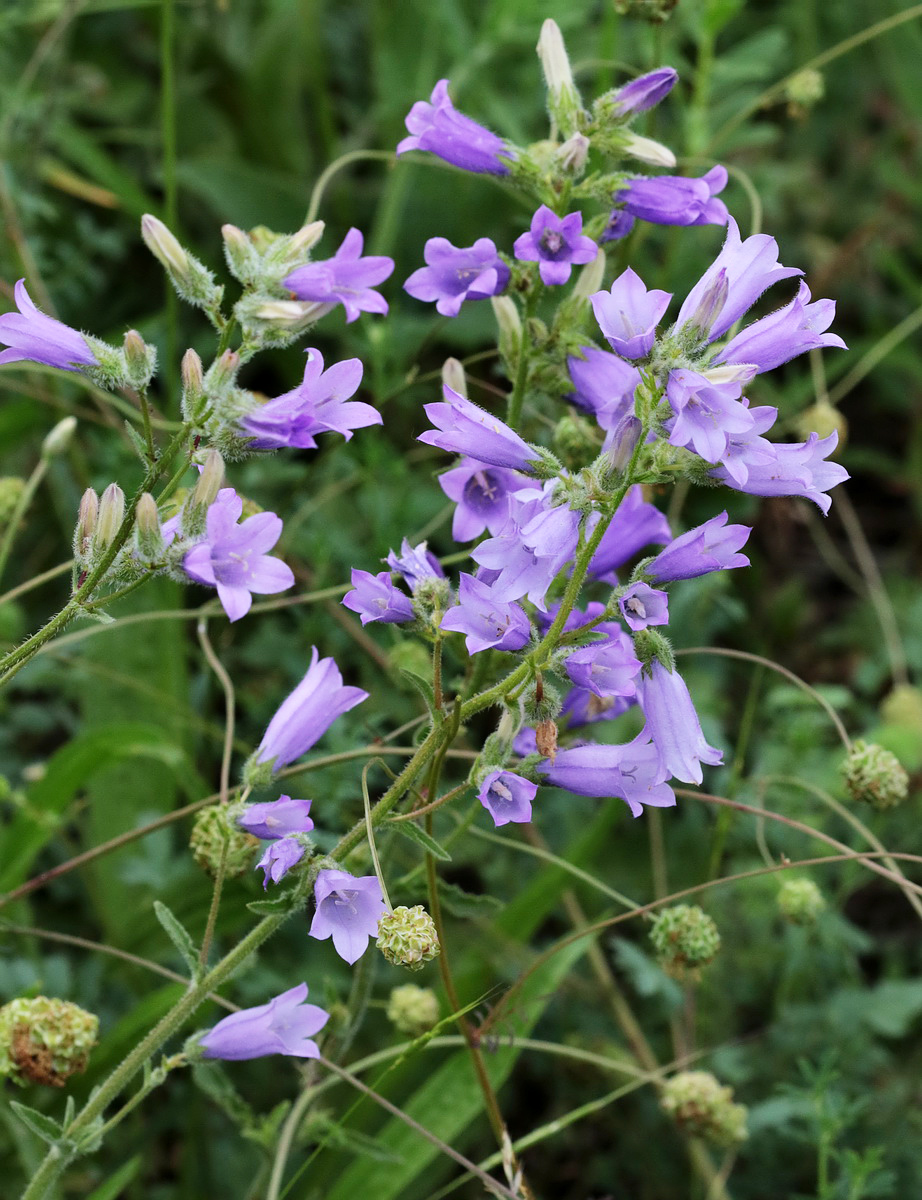 Image of Campanula praealta specimen.