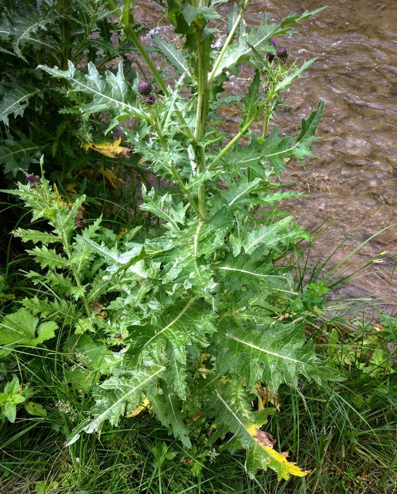 Изображение особи род Cirsium.