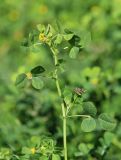 Medicago denticulata. Верхушка побега с соцветиями и соплодием. Крым, Тарханкутский п-ов, балка Кипчак, у колодца. 8 июня 2021 г.