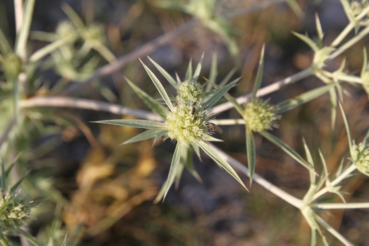 Изображение особи Eryngium campestre.