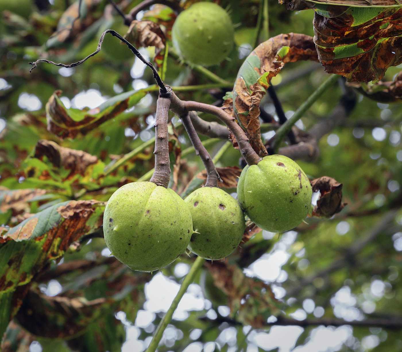 Изображение особи Aesculus hippocastanum.