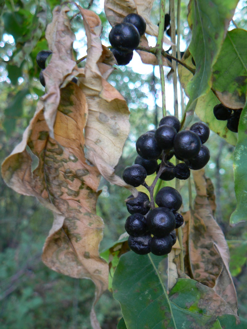 Изображение особи Phellodendron amurense.