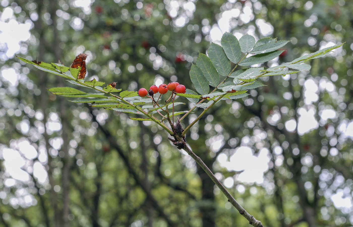 Image of Sorbus decora specimen.