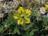 Potentilla semiglabra