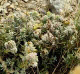 Teucrium capitatum