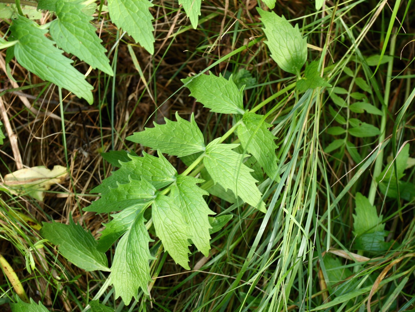 Изображение особи Valeriana officinalis.