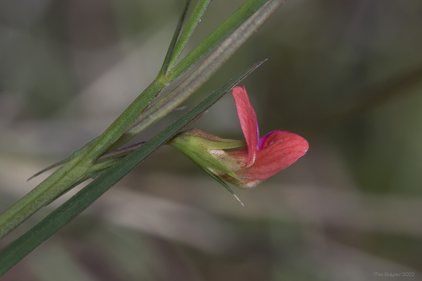 Image of Lathyrus cicera specimen.