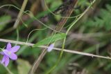 Campanula patula