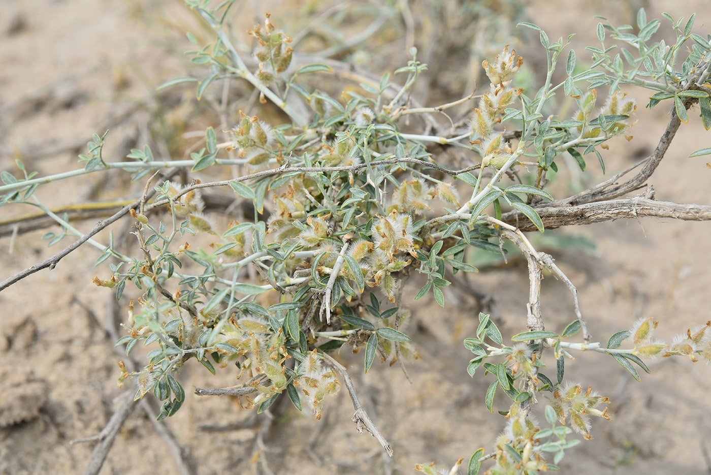 Изображение особи Astragalus villosissimus.