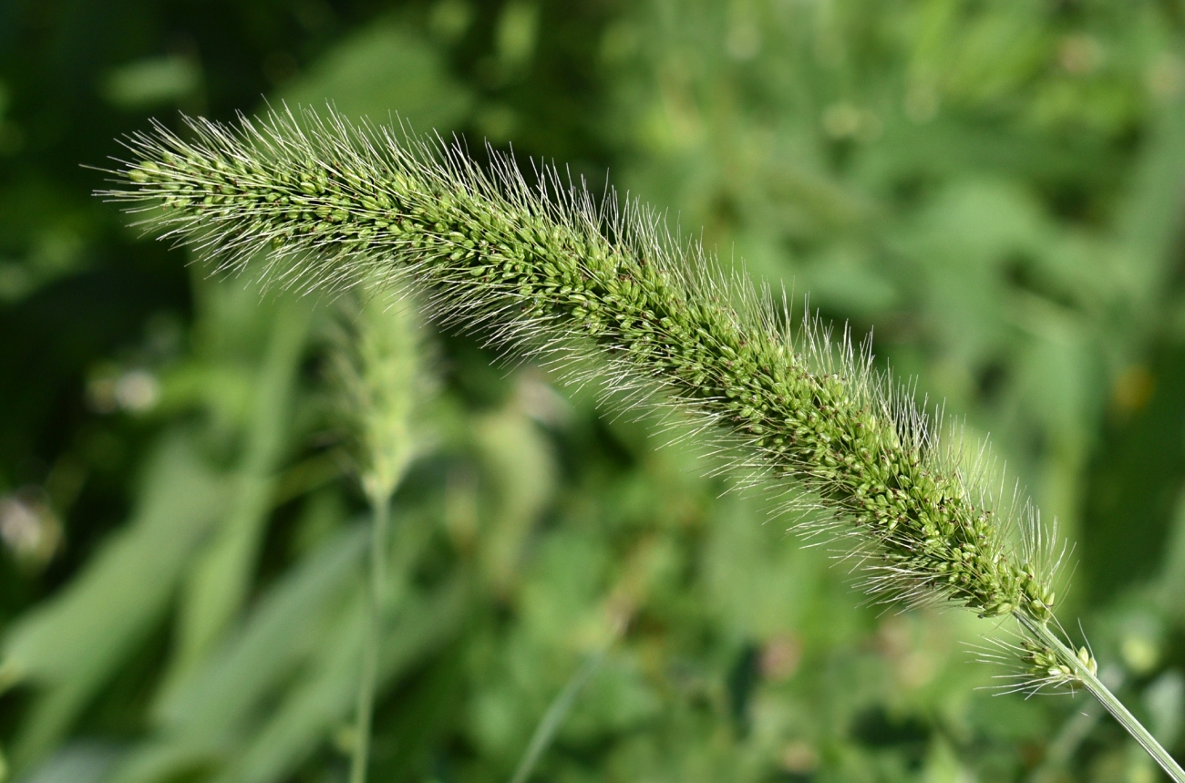 Image of genus Setaria specimen.