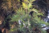 Grevillea robusta. Побег. Непал, провинция Лумбини-Прадеш, р-н Пальпа, г. Тансен. 25.11.2017.