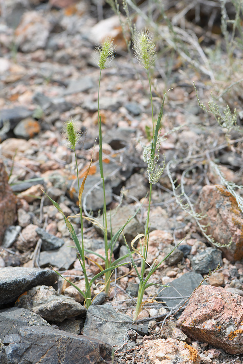 Image of Setaria viridis specimen.