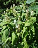 Phytolacca acinosa. Отцветающее растение с незрелыми плодами и поникшими от жары листьями. Франция, регион Гранд-Эст, департамент Нижний Рейн, г. Страсбург, Parc de l'Orangerie. Июль.