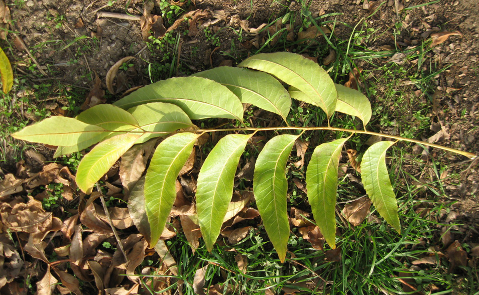 Изображение особи Carya illinoinensis.