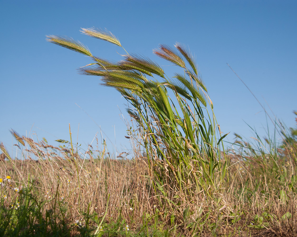 Изображение особи Hordeum leporinum.