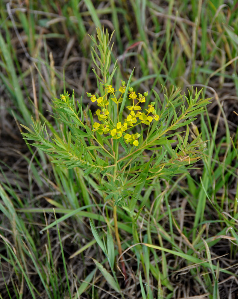 Image of Euphorbia virgata specimen.