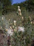 Centaurea diffusa. Часть верхушки цветущего растения. Ростовская обл., Азовский р-н, окр. с. Кугей, на степном склоне. 15.07.2020.