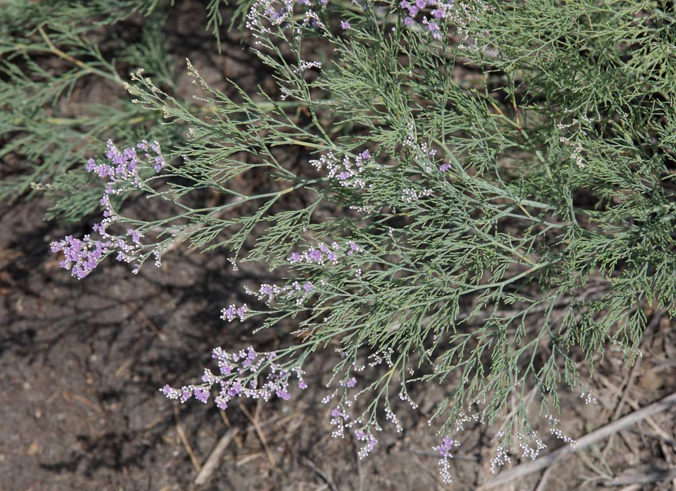 Изображение особи Limonium otolepis.