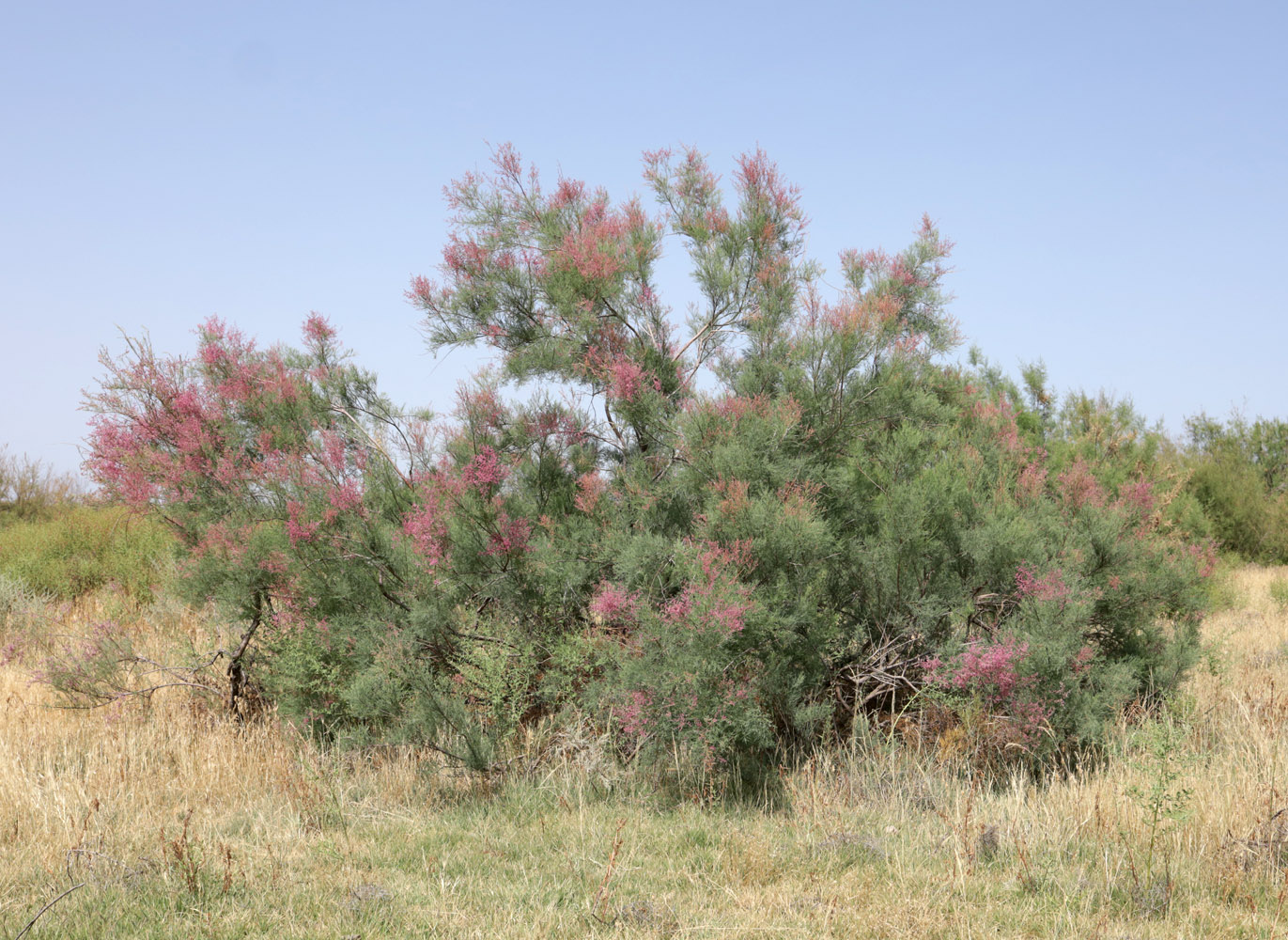 Image of Tamarix ramosissima specimen.