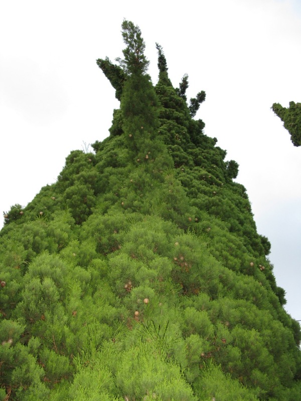 Image of Cupressus sempervirens specimen.