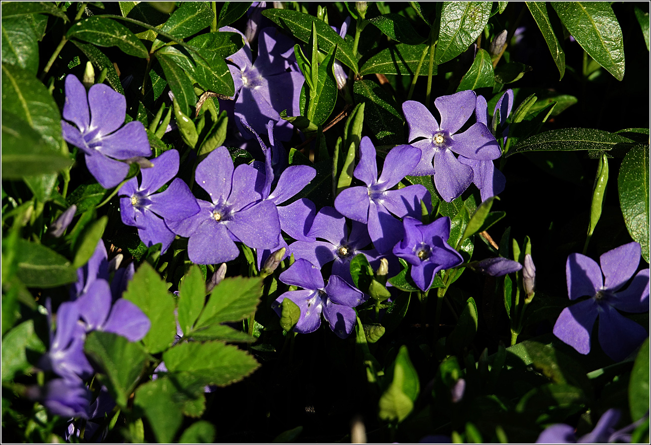 Image of Vinca minor specimen.