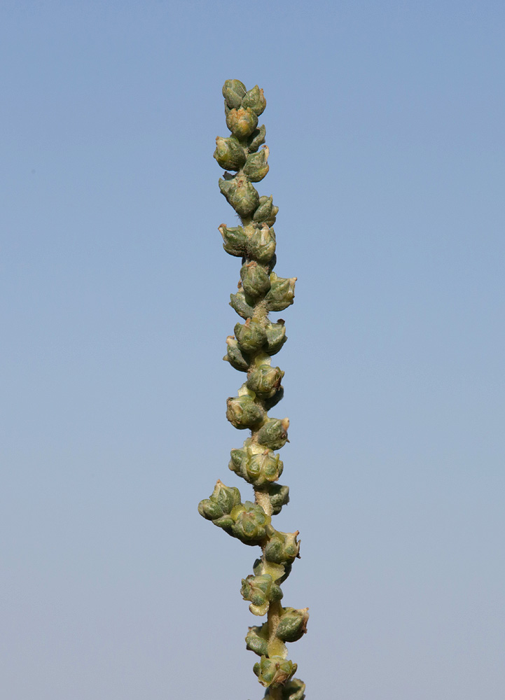 Image of Salsola laricina specimen.