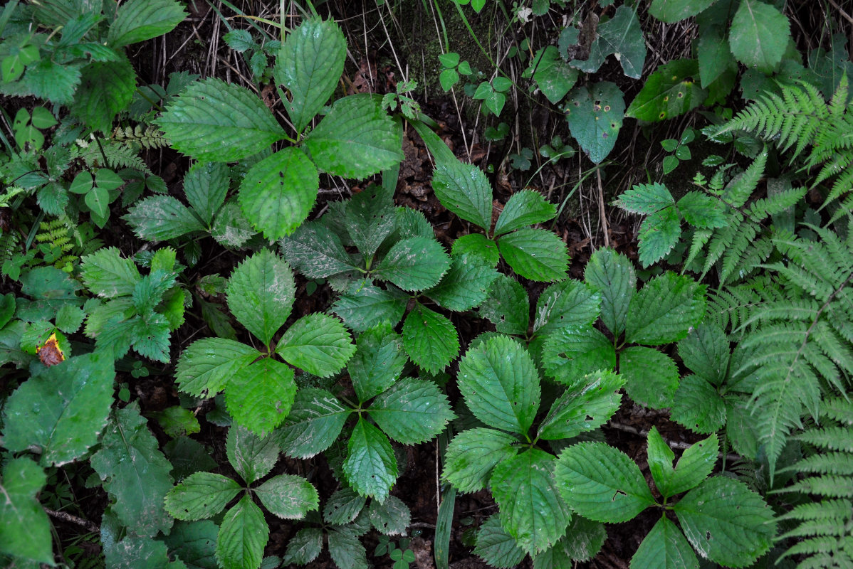 Image of Chloranthus quadrifolius specimen.