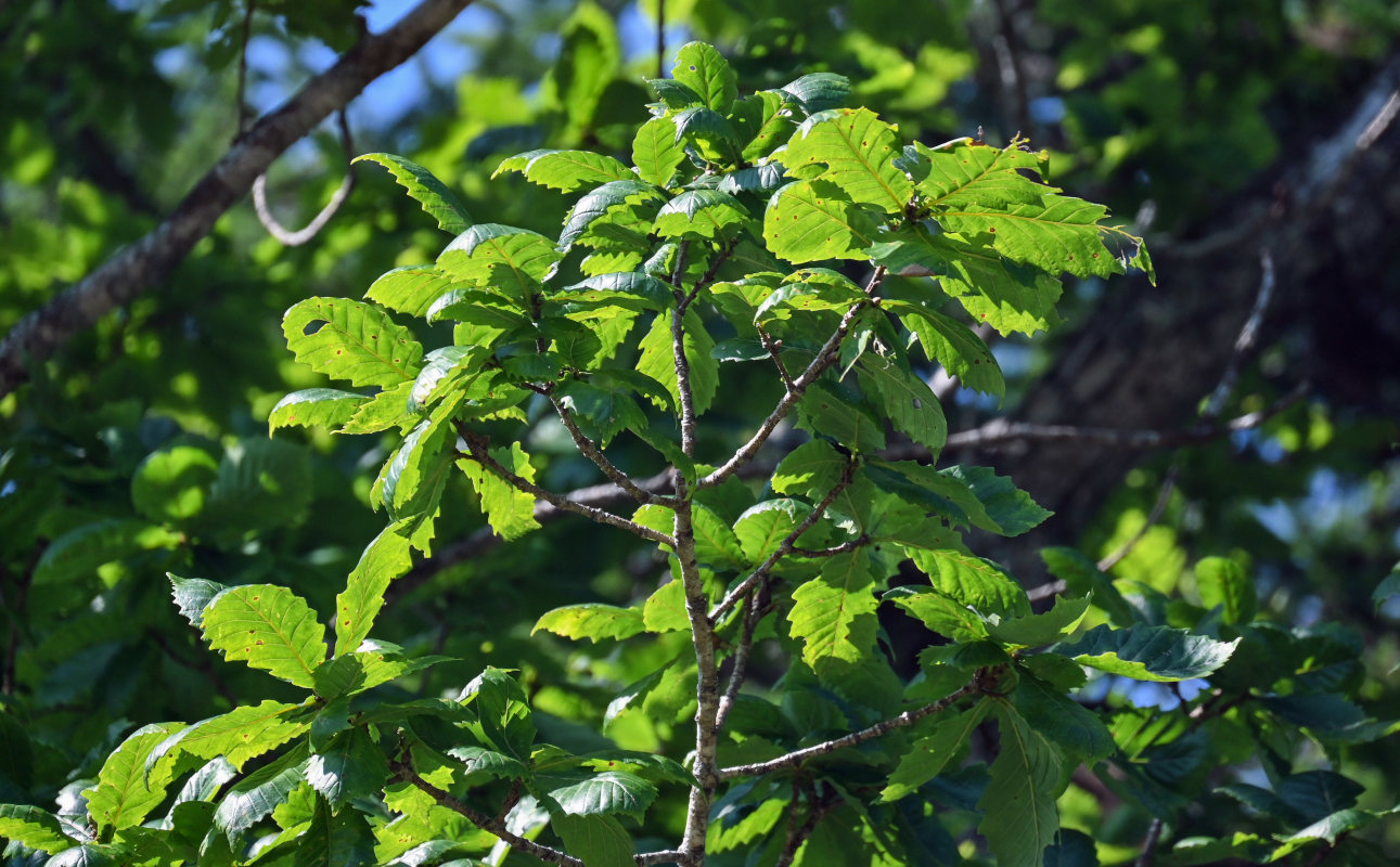 Изображение особи Quercus crispula.