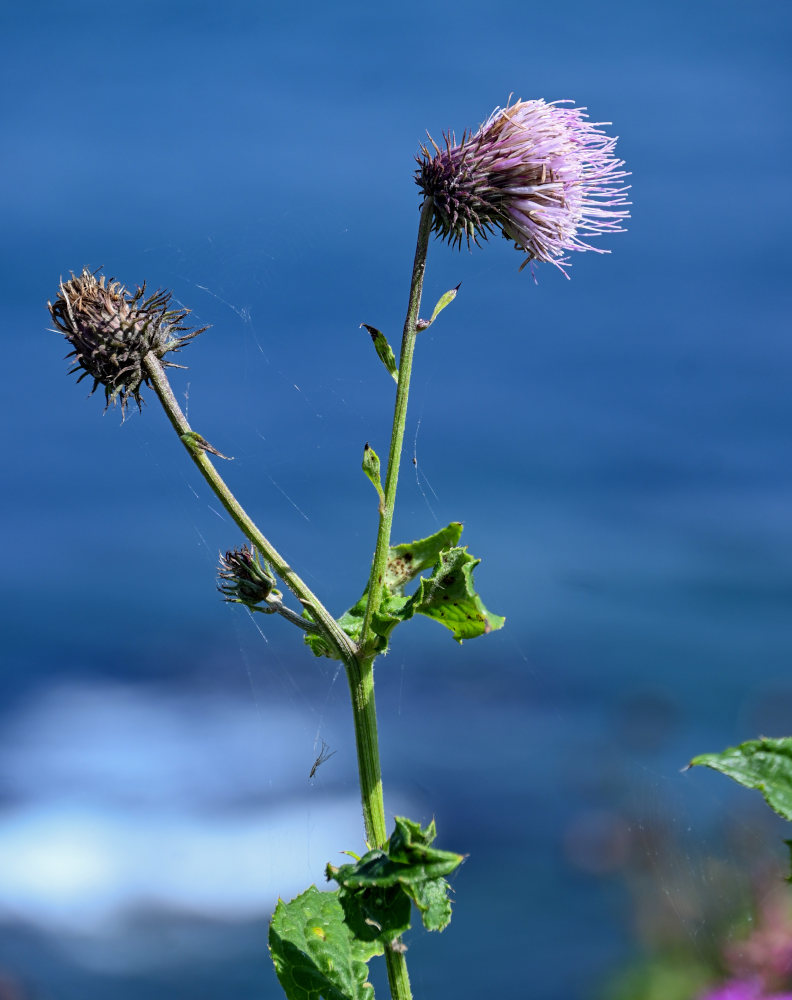 Image of Cirsium weyrichii specimen.