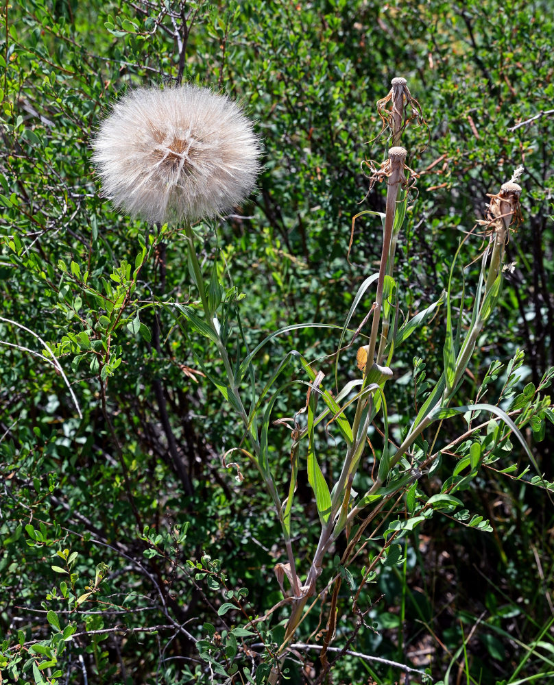 Изображение особи род Tragopogon.