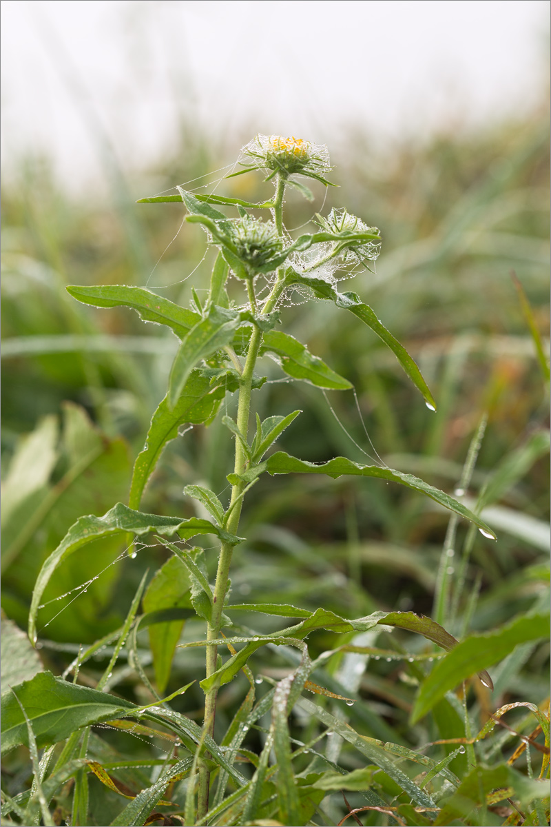 Изображение особи Inula britannica.