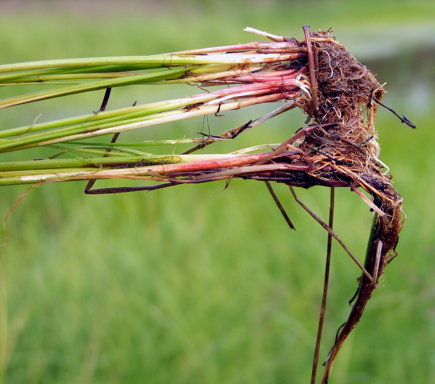 Image of Eleocharis palustris specimen.