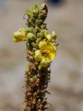 Verbascum thapsus