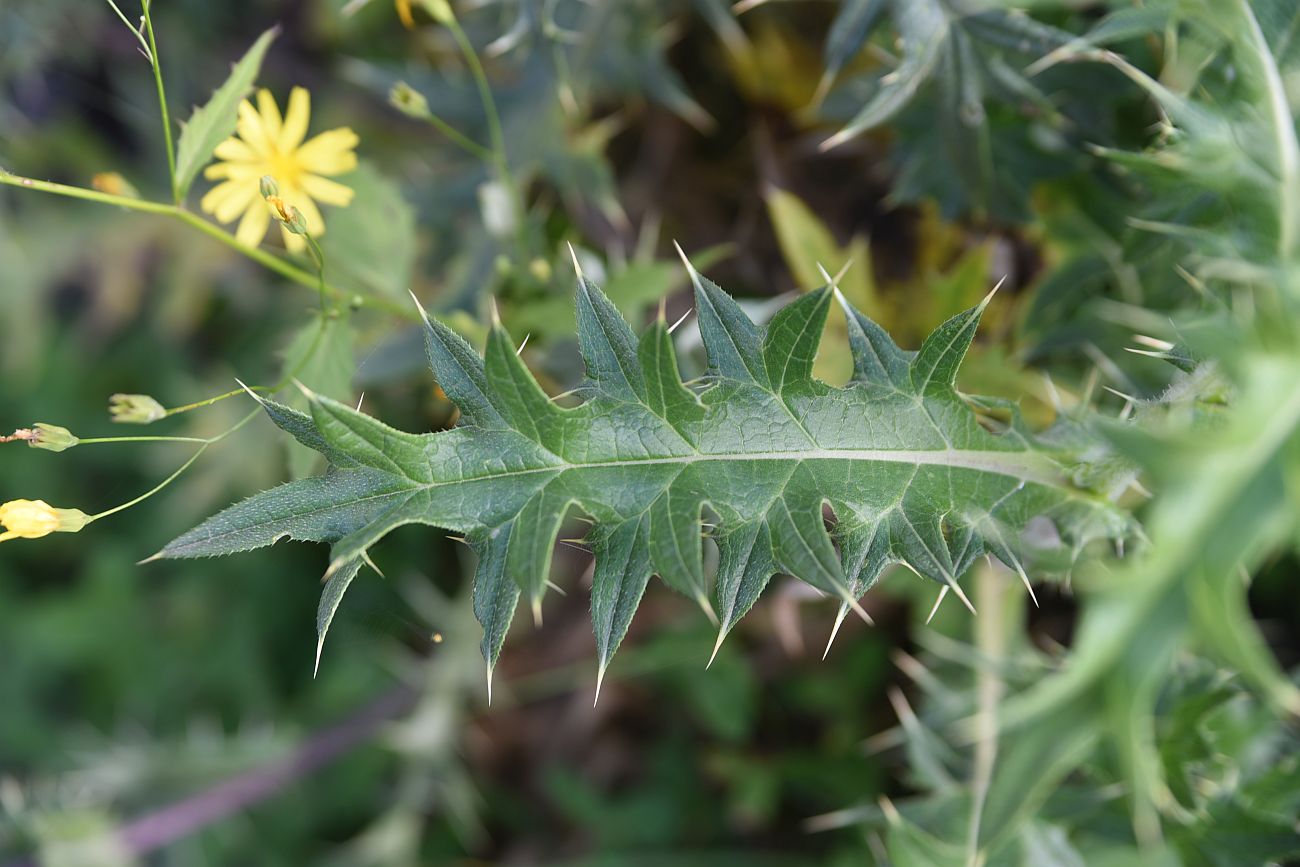 Image of Cirsium ketzkhovelii specimen.