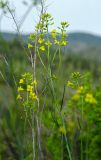 Sisymbrium polymorphum. Верхушки побегов с соцветиями. Республика Башкортостан, Хайбуллинский р-н, Акъюловский сельсовет, окр. дер. Акназарово, долина р. Сакмара, вершина прибрежного скальника. 29 апреля 2024 г.