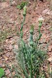 Tragopogon dubius subspecies major. Верхушка плодоносящего растения. Узбекистан, Ташкентская обл., зап. отроги Чаткальского хр. над ж.-д. ст. Ходжикент, щебнисто-каменистый склон. 14.05.2024.