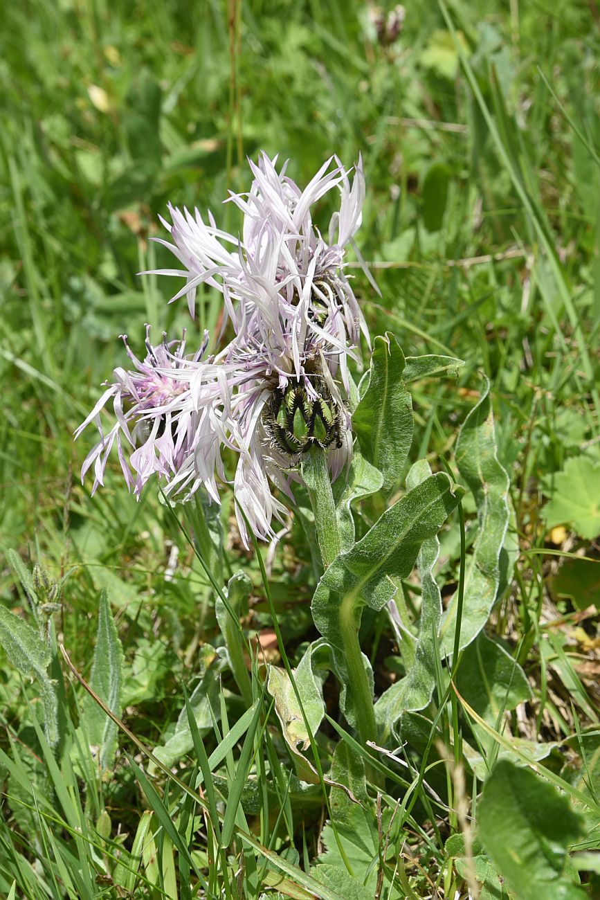 Image of Centaurea cheiranthifolia specimen.