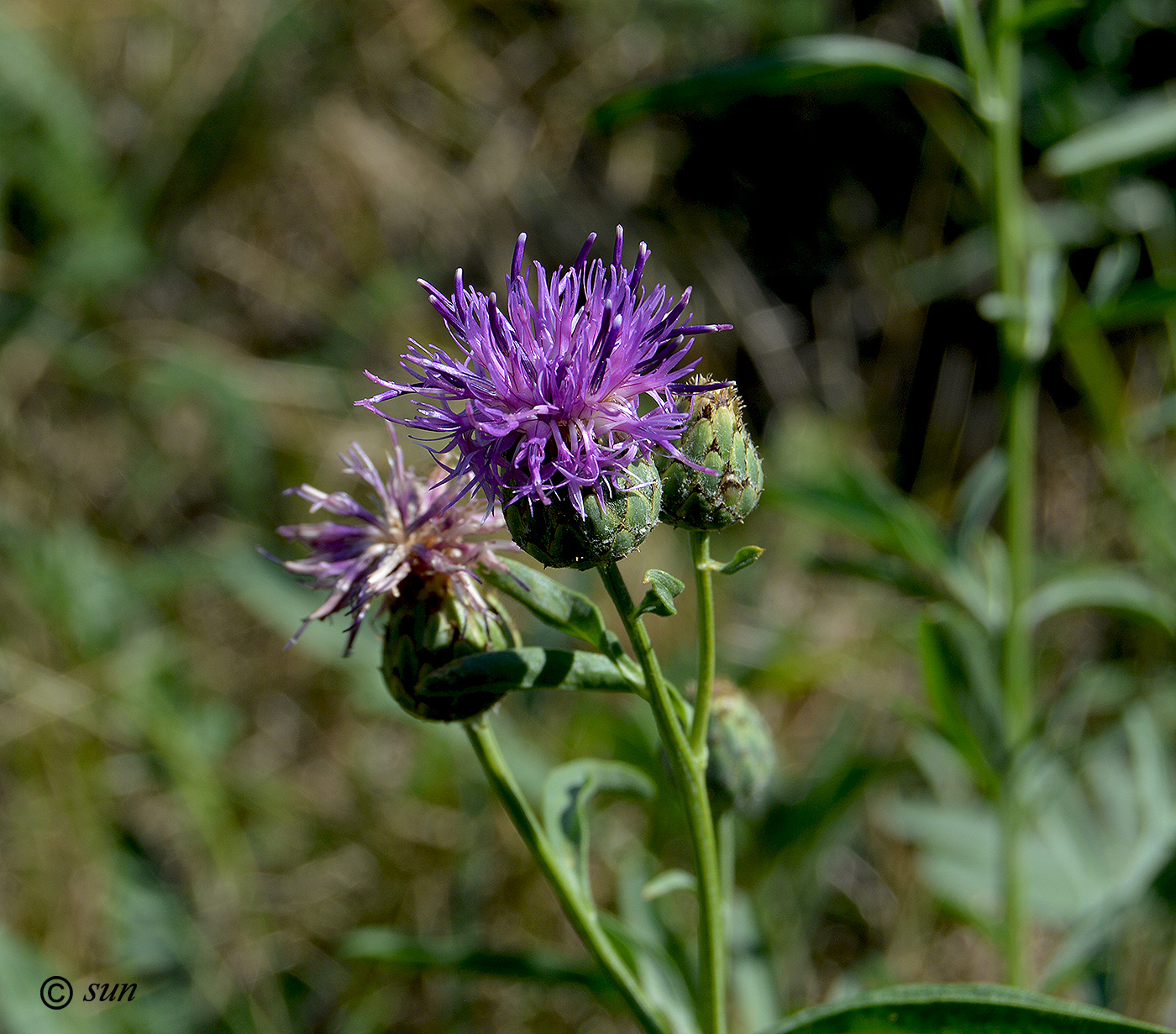 Image of Centaurea scabiosa specimen.