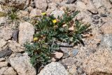 Potentilla orientalis