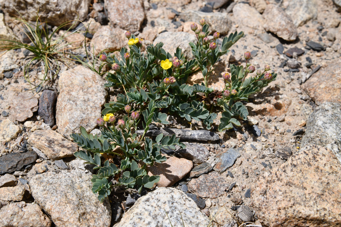 Image of Potentilla orientalis specimen.