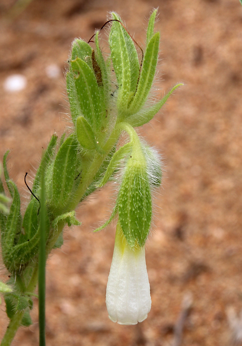 Изображение особи Onosma setosa.