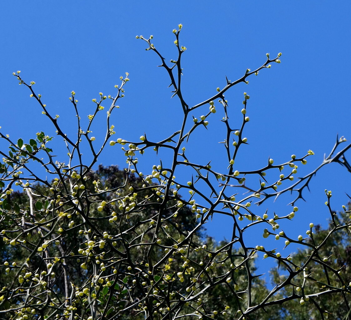 Изображение особи Poncirus trifoliata.