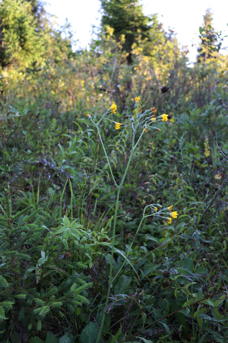 Image of genus Hieracium specimen.