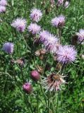 Cirsium setosum