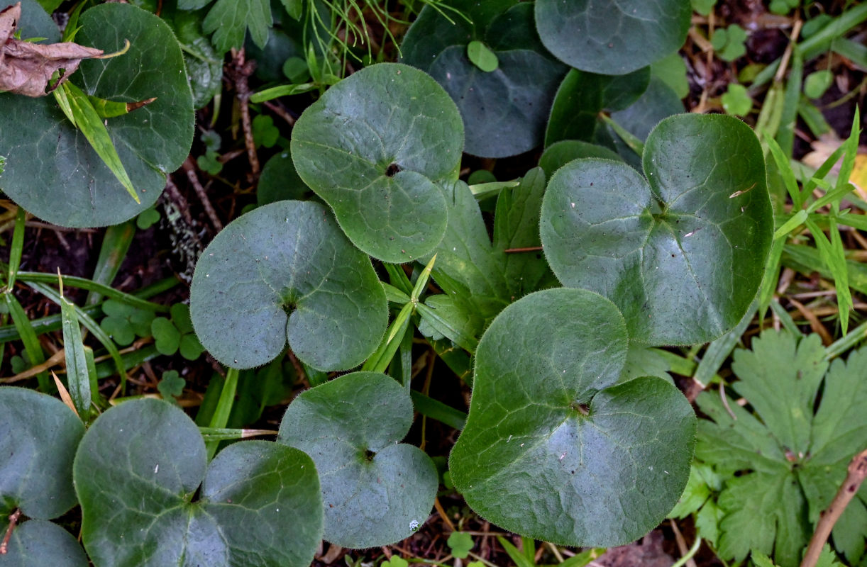 Image of Asarum europaeum specimen.