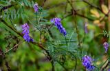 Vicia cracca. Часть побега с соцветиями. Московская обл., Волоколамский гор. округ, долина р. Каменка, опушка смешанного леса. 17.08.2024.