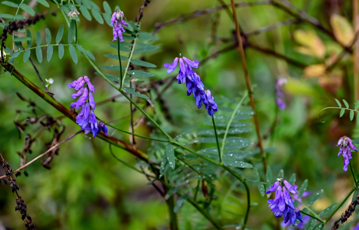 Image of Vicia cracca specimen.