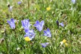 Campanula biebersteiniana. Цветки. Чечня, Шаройский р-н, Снеговой хр., небольшой перевал в 4,6 км от Цумандинского перевала, выс. 2830 м н.у.м., альпийский луг. 25 июня 2024 г.