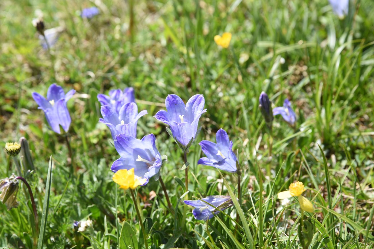 Изображение особи Campanula biebersteiniana.