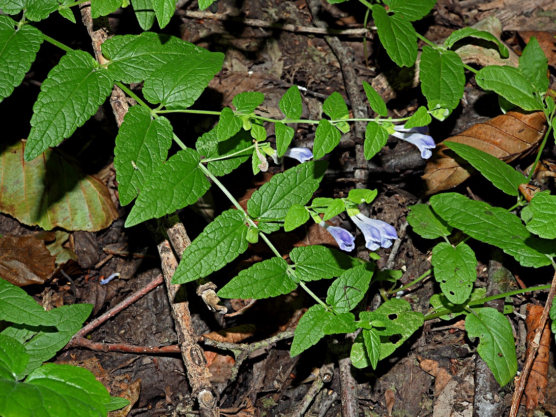 Изображение особи Scutellaria galericulata.